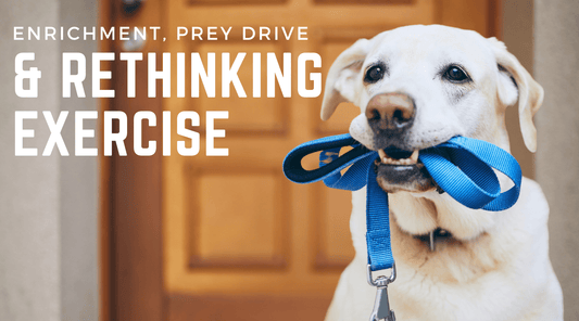 A Chat About Enrichment, Prey Drive & Rethinking Exercise for Dogs... - Calm Dog Games