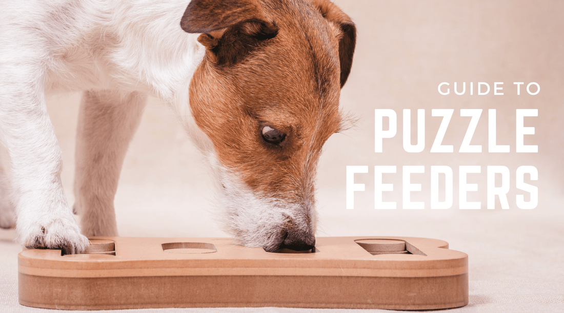 Dog Puzzle Feeders: Enrichment or Hype? - Calm Dog Games