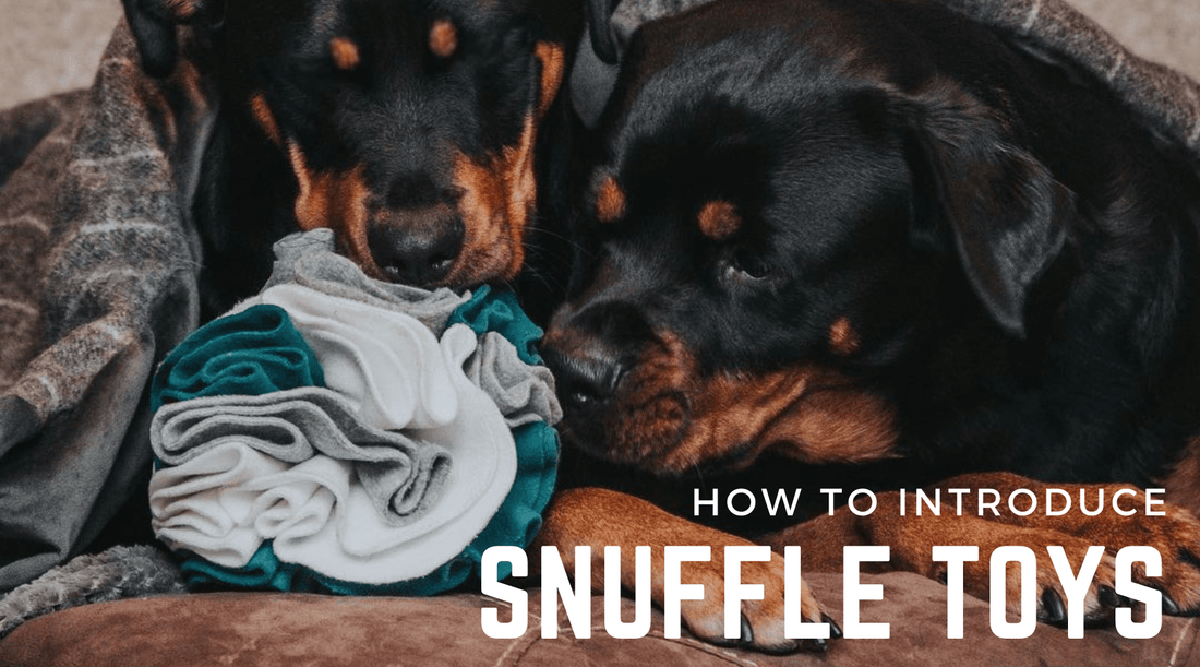 How To Introduce Snuffle Mats & Puzzle Toys (without your dog destroying them!) - Calm Dog Games