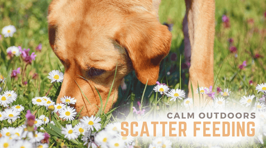 Scatter Feeding Dogs: A Step-by-Step Guide To Our Favourite Calm Enrichment Activity! - Calm Dog Games