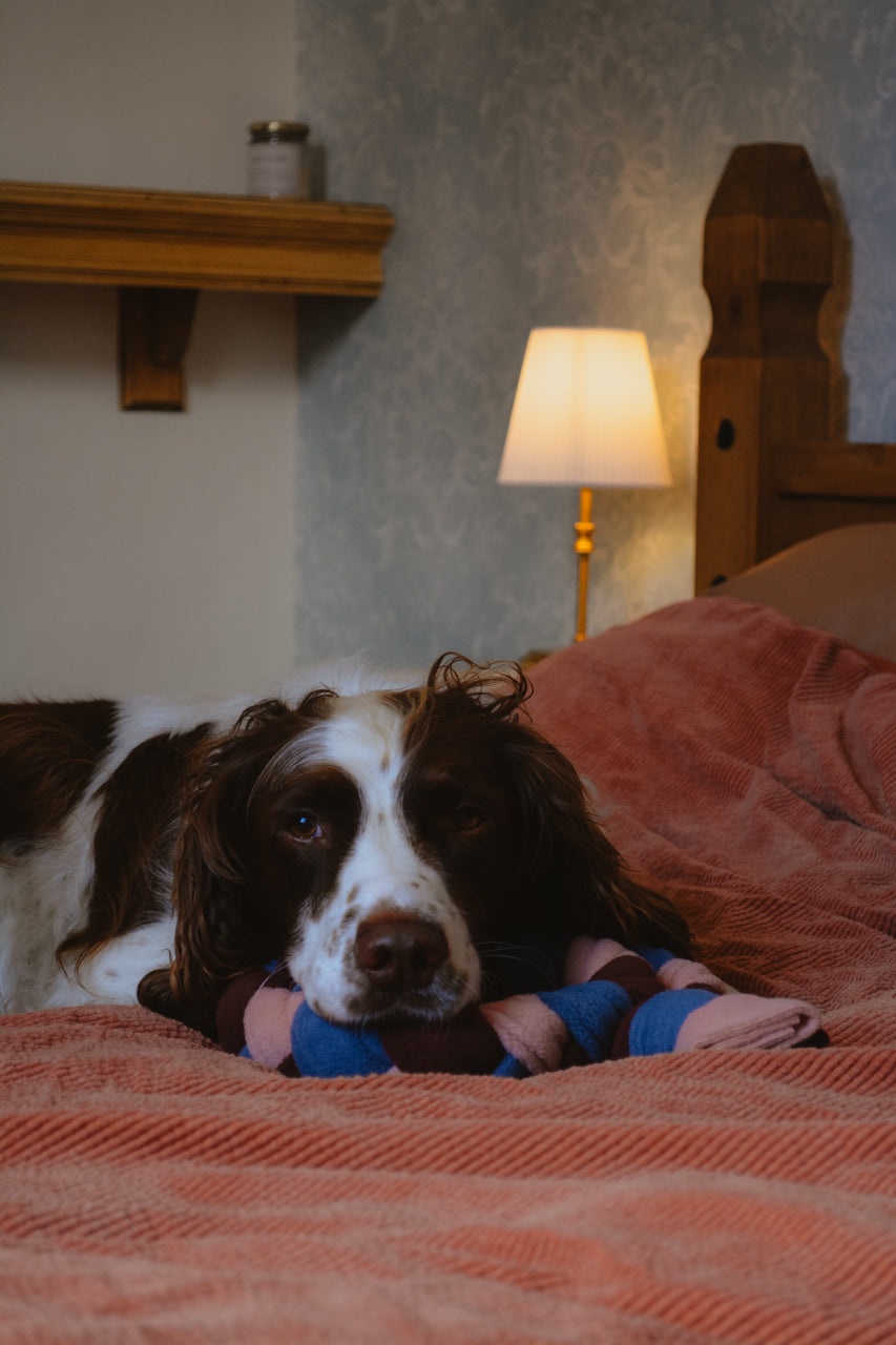 MIDNIGHT ROSE Forager’s Plait – Snuffle Toy Puzzle Feeder