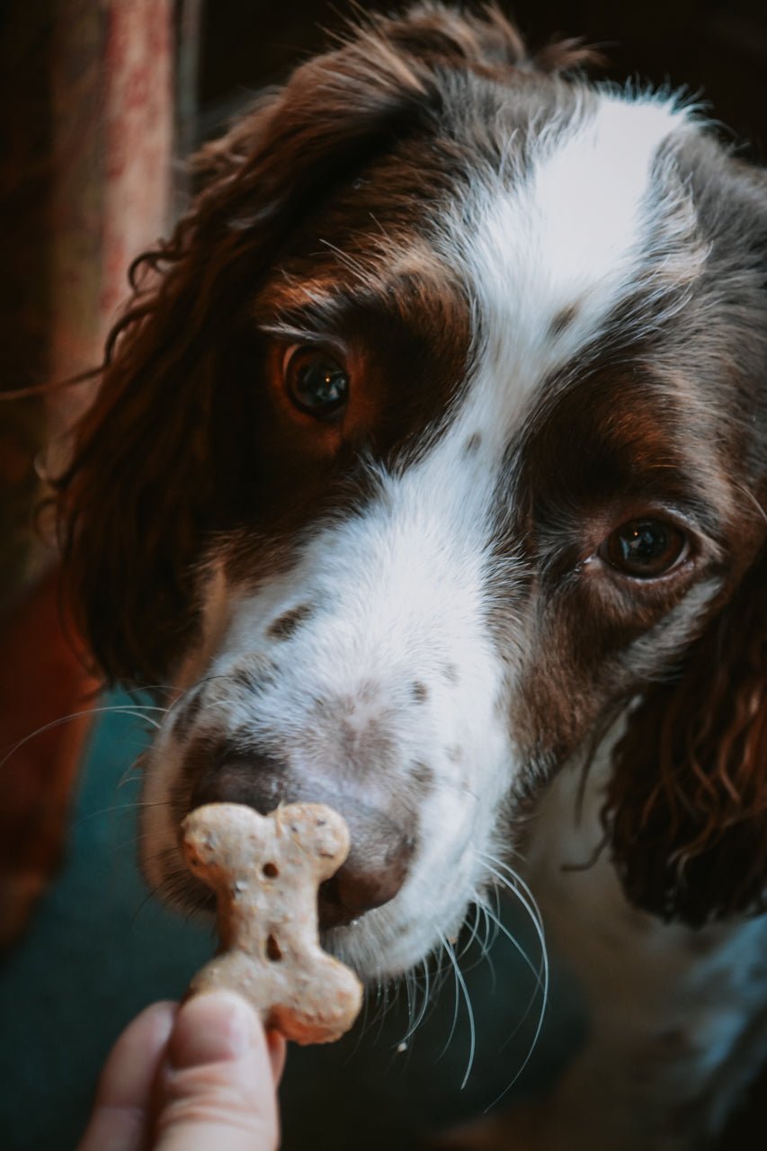 BrewBix Upcycled Dog Treats - Calm Dog Games