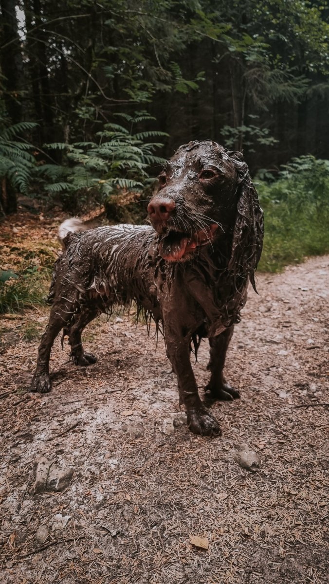 Handmade Dog Soap {Eco & Natural} - Calm Dog Games