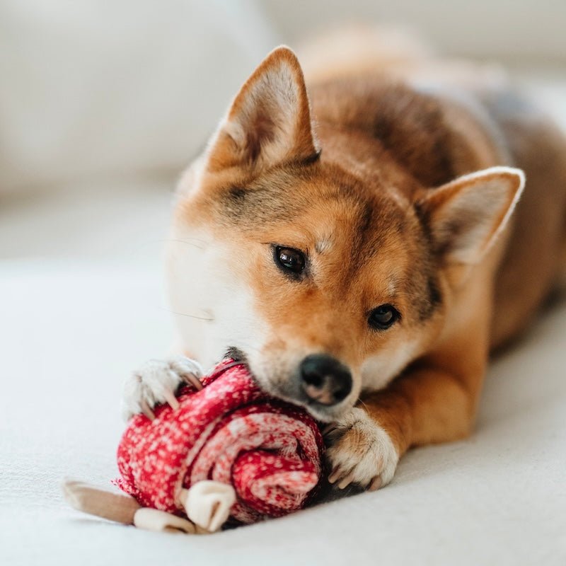 LOLLIPOP Snuffle Toy - Calm Dog Games