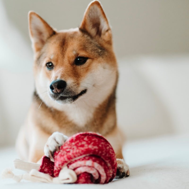 LOLLIPOP Snuffle Toy - Calm Dog Games