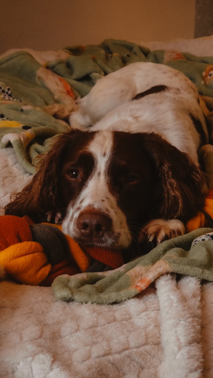 "The Forager’s Plait" – Snuffle Toy Puzzle (X - Large) - Calm Dog Games