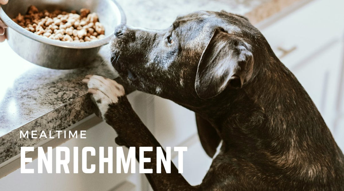 7 Mealtime Enrichment Activities - Calm Dog Games