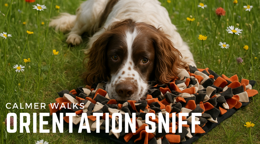 Try the "Orientation Sniff" for Calmer Walks (Why I Ditched the Release Cue – and What We Do Instead)
