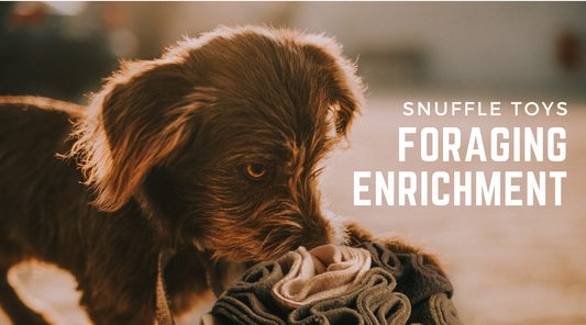 Snuffle Toys for Dogs: Your Enrichment Guide To 'Foraging'