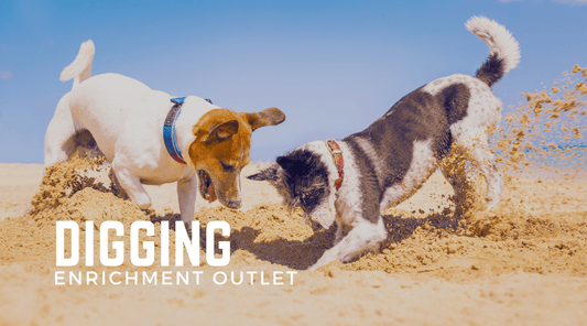 Digging Enrichment: Make Your Dog Happy (and Save Your Garden!) - Calm Dog Games