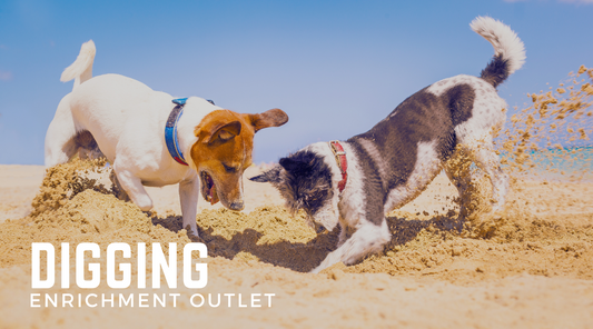 Digging Enrichment: Make Your Dog Happy and Save Your Garden!
