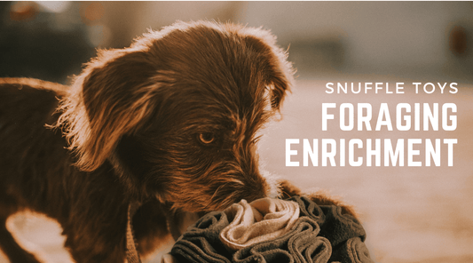 Dog Enrichment Made Easy: Foraging & Snuffle Toys Explained - Calm Dog Games