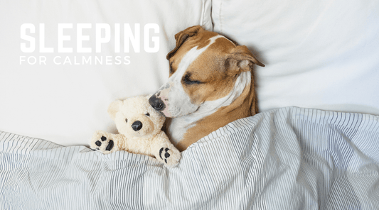 Let Sleeping Dogs Lie: Sleeping for Calmness - Calm Dog Games