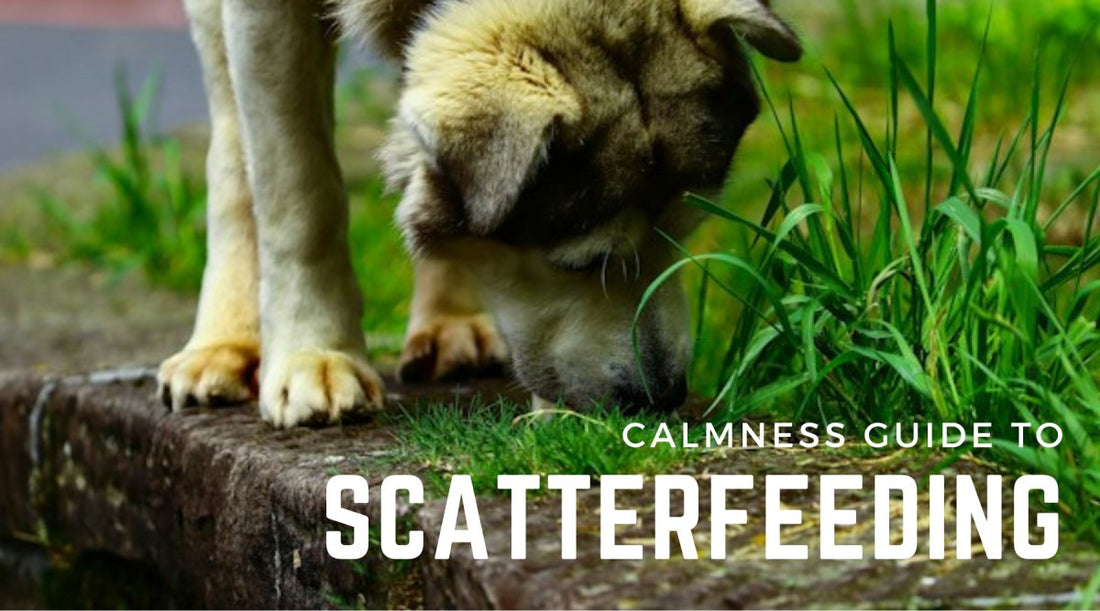Scatter feeding dogs for calmness (your how-to guide) - Calm Dog Games