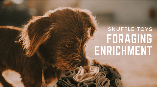 Snuffle Toys for Dogs: Your Enrichment Guide To 'Foraging' - Calm Dog Games