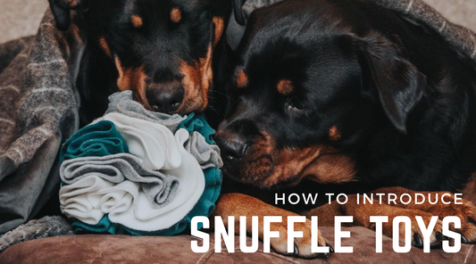 How To Introduce Snuffle Mats & Puzzle Toys (without your dog destroying them!)