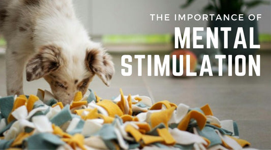 The Importance of Mental Stimulation for Dogs - Calm Dog Games