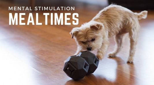 Treat Dispensing Toys: Mental Stimulation at Mealtimes - Calm Dog Games