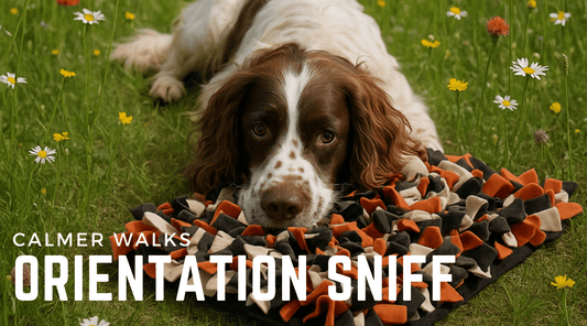 Try the "Orientation Sniff" for Calmer Walks (Why I Ditched the Release Cue – and What We Do Instead) - Calm Dog Games