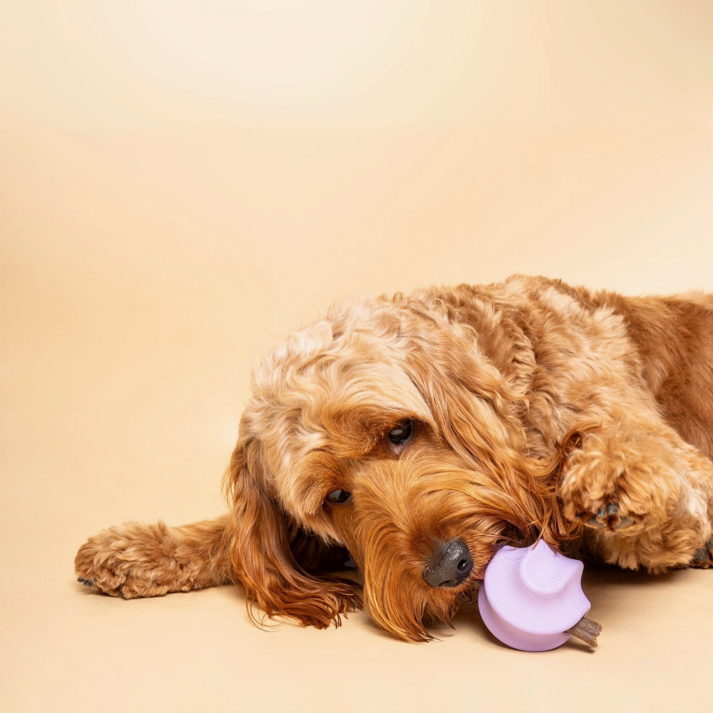 Tumble Twist - Enrichment Toy