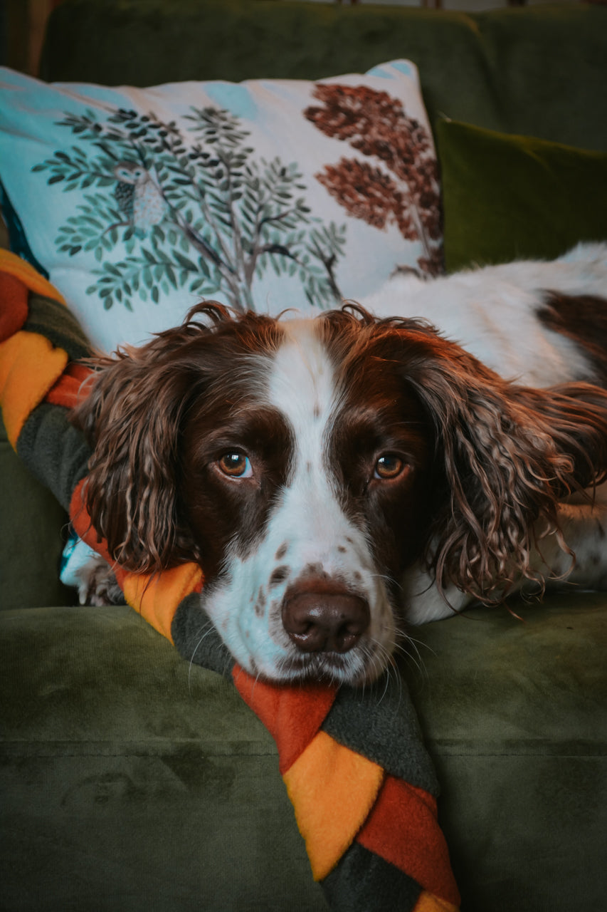 PUMPKIN Forager’s Plait – Snuffle Toy Puzzle Feeder