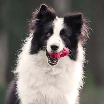 Chewtastics Geometrics - Calm Dog Games