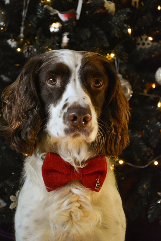 Christmas Bow Tie - Calm Dog Games
