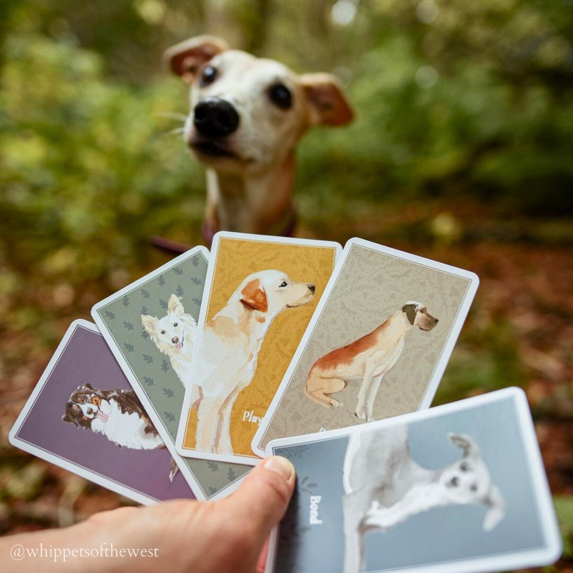 Enrichment Deck - Brain Games for Dogs - Calm Dog Games