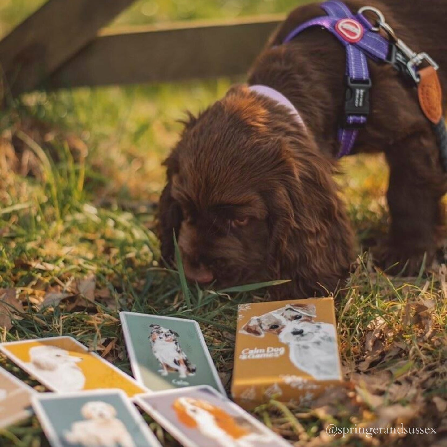 Enrichment Deck - Brain Games for Dogs - Calm Dog Games