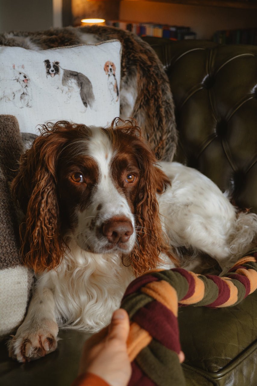 HARVEST Enrichment Snuffle Toy - Calm Dog Games