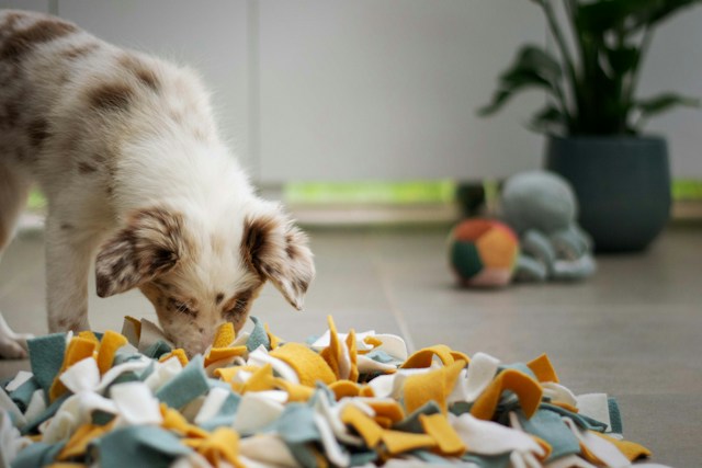 Scatter Feeding Dogs: A Step-by-Step Guide To Our Favourite Calm Enric ...