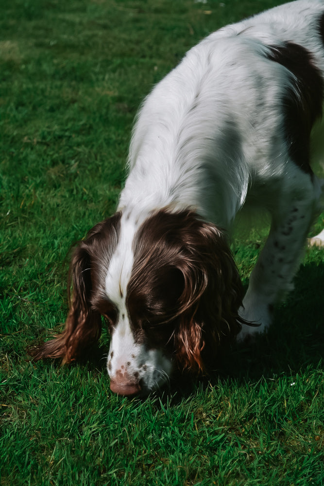 Scatter Feeding Dogs: A Step-by-Step Guide To Our Favourite Calm Enric ...